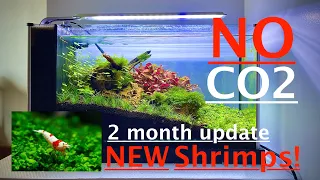 NO CO2 AQUASCAPE - 2 month update on 5 gallon Fluval spec nano tank. New CRS shrimp added!