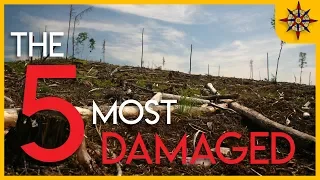 The 5 Most Damaged Forests on Earth