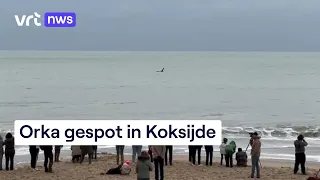 Drummen op het strand van Koksijde om glimp van orka op te vangen