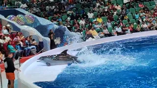 #dolphin#dubaidolphin#poolparty#dolphinshow#water#dolphins#dolphinstar#fish#fishdance#aquriam#viral