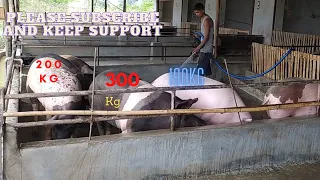 Pig farming in nagaland // pig farming in Assam // pig farm in assam