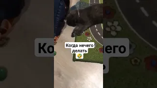 Когда нечего делать🤣