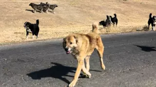 A fight between Tajik shepherd dogs