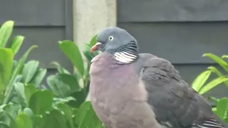 Peter the pigeon 12 - too cold for a bath?