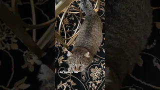 ✨А вы разговариваете со своими питомцами? #barsik #cat #catvideos #cutecats