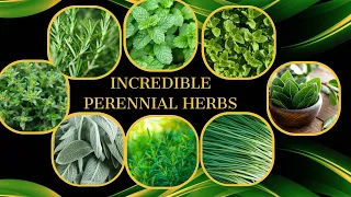 14 Incredible Herbs You Only Plant Once! Plant Once, Pick Forever! Perennial Herbs to Plant