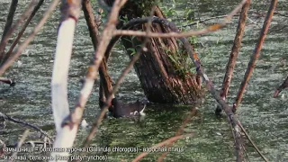 Камышница. Болотная курочка. Сommon moorhen. Gallinula chloropus