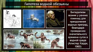 19. Гипотезы возникновения прямохождения 1 (ПС1А22) 22 ноября 2022