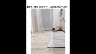 Кот испугался хомяка 😂😂