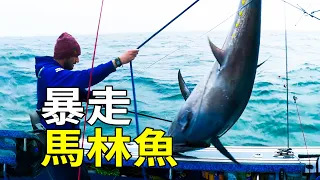 海釣竟遭十面埋伏，巨型馬林魚如炮彈，藍鰭金槍魚直撞船！三百斤大魚的頂級拉鋸戰！