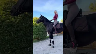 I was like “😀” #equestrian #horse #shorts