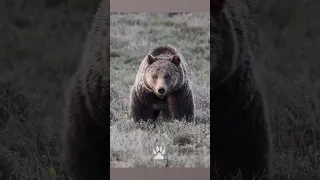 Epic Grizzly Bear Moments! #shorts #wildlife #bears #grizzlies