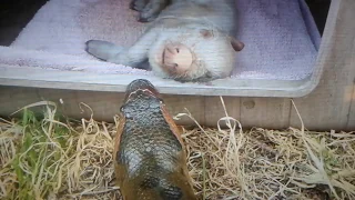 ANACONDA SWALLOWS PIG