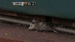 MIN@OAK: A possum scurries along in foul ground