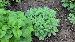 My lemon balm