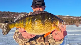 Late Ice GIANT Cascade Perch