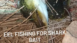 how to catch freshwater eels