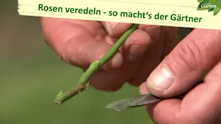 Rosen – So werden sie veredelt | MDR Garten