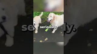 This Dog Guides His Blind Dog Friend 🥰