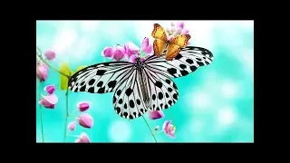 Two Butterflies | Guzheng | Relaxing Music HD 1080p