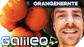 2 Tonnen Orangen pflücken pro Tag - 2 Tage bei der Orangenernte | Galileo | ProSieben