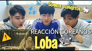 COREANOS REACCIONAN A LOBA - SHAKIRA [Pandita Chan]