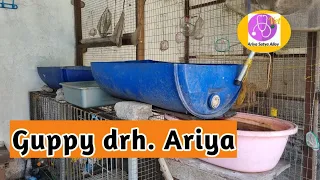 guppy drh. Ariya tgl 5.6.2024#dokterhewan #budidayaikan #guppy