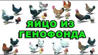 Принимаю заявки на яйцо породной птицы из генофонда