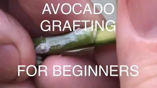 Avocado tree Grafting for beginners.... Very simple how to video for home gardeners!