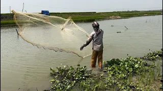 Watch the amazing net fishing in the village river