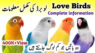 LoveBirds Breeding Tips | LoveBirds as Pets Business | LoveBird Nest Box Cage | Love Birds Diet Feed