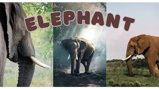 "Elephant Elegance: Unveiling Nature's Gentle Giants"