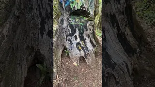 The Cursed Devil's Tree (Touching it is a Bad Idea)