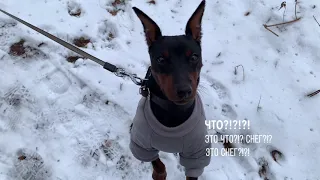 Собака впервые видит снег