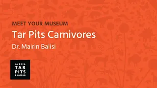 Meet Your Museum: Dr. Mairin Balisi, Tar Pits Carnivores