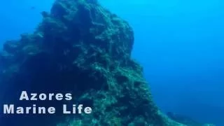 Azores Marine Life - Blue Sharks and Mobular Rays!