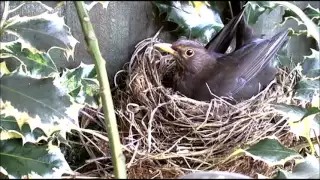 Female Blackbird building and shaping nest in the #CDWG 2/25/3/2016