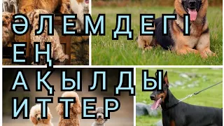 ӘЛЕМДЕГІ ЕҢ АҚЫЛДЫ ИТ ТҰҚЫМДАРЫ