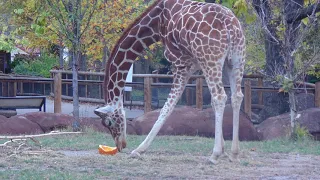 Halloweekends 2020 at the Saint Louis Zoo