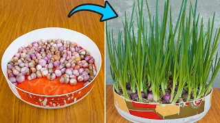 Surprisingly, growing green onions with only towel and water gives high yield