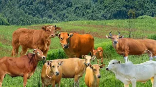 sapi' lembu lucu jinak berkeliaran di ladang lagi cari makan bersama teman teman nya,#59