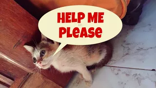 A story of a little stray kitten who cries with real tears | stray kitten needs love & care| Mar Fy