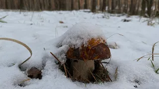 Белые грибы в снегу