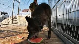 Канадский волк Акела ест арбуз и гуляет по клетке The biggest canadian wolf АСМР ASMR MUKBANG