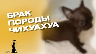 Брак породы чихуахуа