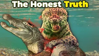 JAGUAR vs CAIMAN - The Honest Truth