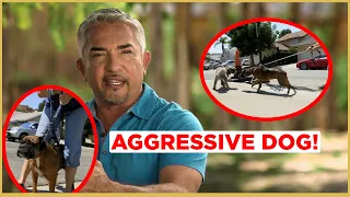 HOW TO CALM AN AGGRESSIVE DOG! Cesar911 Shorts