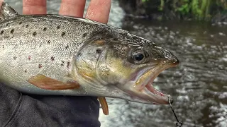 🐟 КАК ПОЙМАТЬ ФОРЕЛЬ? СОВЕТЫ НАЧИНАЮЩЕМУ.