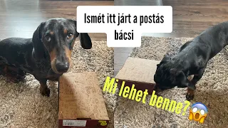 A kutyámhoz jött a postás bácsi ..😅 #merlinkalandok