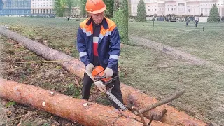 Валка дерева винтовым валочьным клином КВМ-1